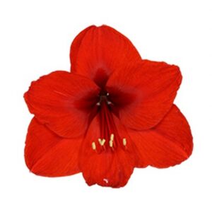 Amaryllis 'Royal Red'