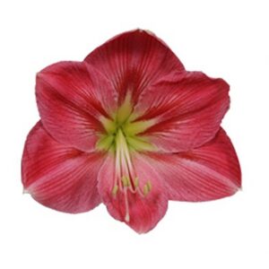 Amaryllis 'Sweet Pink'