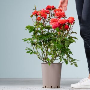 Beetrose 'Theodor Fontane Rose®'