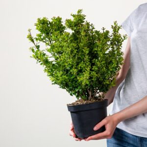 Berg-Ilex 'Caroline Upright' Busch