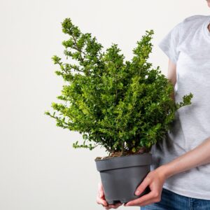 Berg-Ilex 'Stokes' Busch