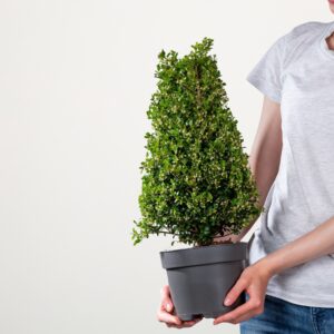Berg-Ilex 'Stokes' Kegel
