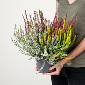 Besenheide Beauty Lady® Dreifarbig