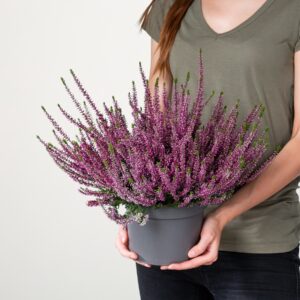 Besenheide Beauty Lady® Lila