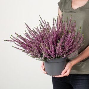 Besenheide Beauty Lady® Violett
