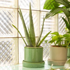 BIO Aloe 'Vera' M