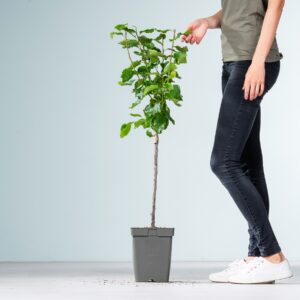 BIO Pflaume 'Hauszwetsche'