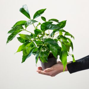 BIO Schefflera 'Actinophylla'