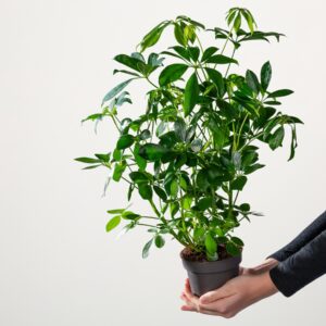 BIO Schefflera 'Compact'