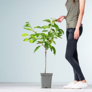 BIO Süßkirsche 'Regina'