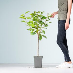 BIO Süßkirsche 'Sunburst'