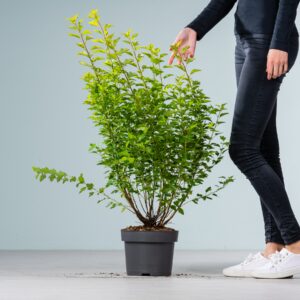 Blasenspiere 'Tiny Wine Gold®'