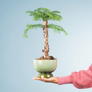 Zen Oase