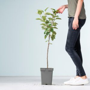 BIO Apfel 'Roter Boskoop'