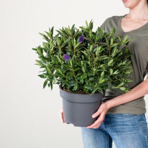 Blaue Strauchveronika 'Addenda Donna'