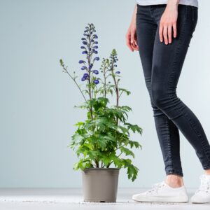 Blauer Rittersporn 'Magic Fountain'