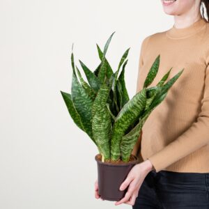 Bogenhanf 'Aubrytiana' M