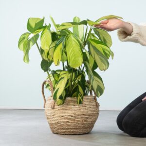 Calathea 'Golden Mosaic'