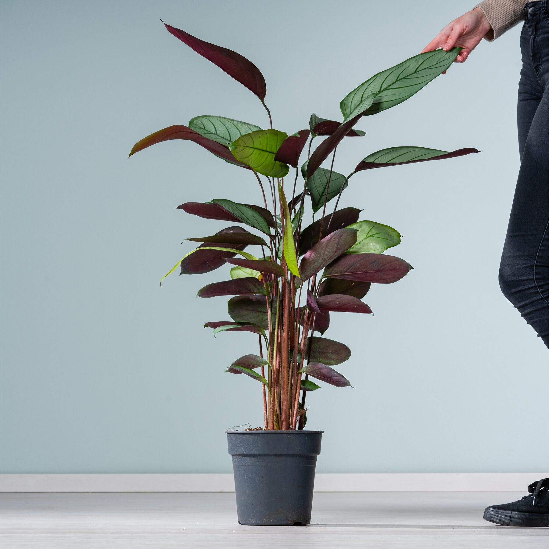 Calathea 'Silver Star' L