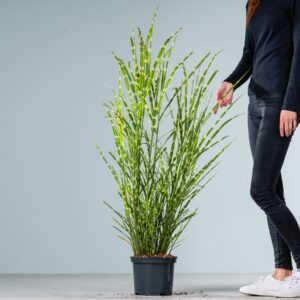 Chinaschilf 'Strictus' - gestreift
