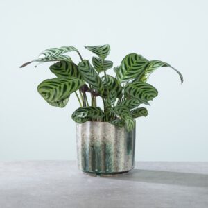 Ctenanthe 'Burle Marxii' M