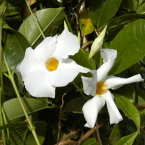 Dipladenie Spalier weiß