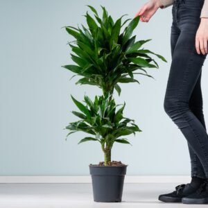 Drachenbaum 'Green Jewel'