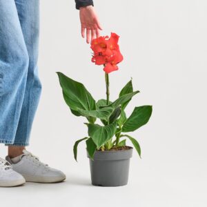 Canna 'Indica' Rot
