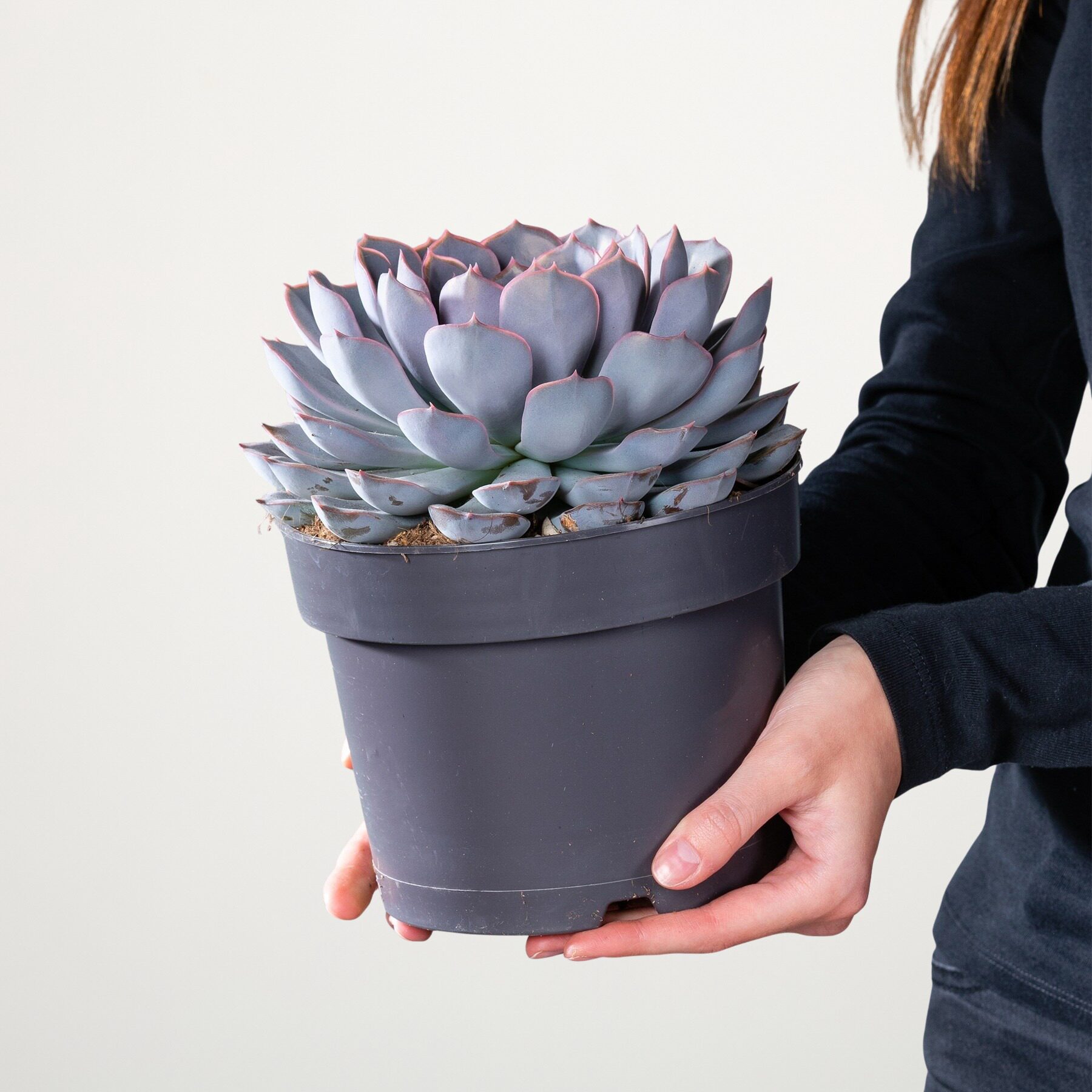 Echeveria 'Orion' M – Bild 2