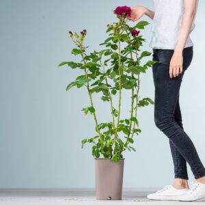 Edelrose 'Deep Secret®'