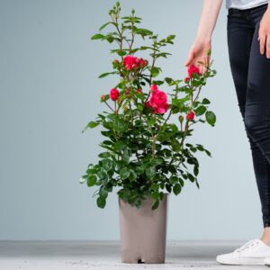 Edelrose 'Magic Rokoko®'