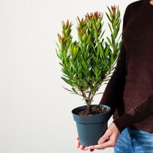 Erdbeerbaum 'Mercurius'