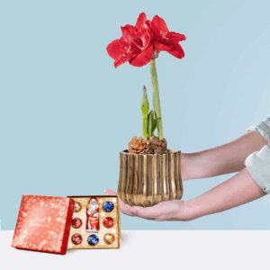Goldschimmer mit Lindt Mix Frohes Fest