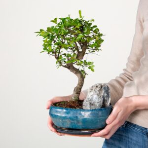 Zelkova serrata 'Landscape' in Keramikschale