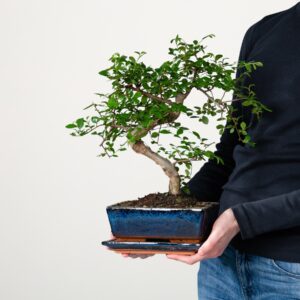 Zelkova serrata 'Traditional' M