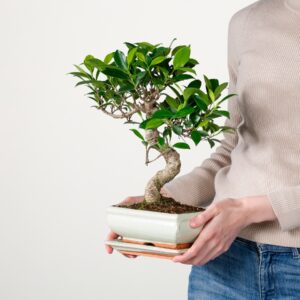 Bonsai-Ficus 'Ginseng' in Keramikschale M