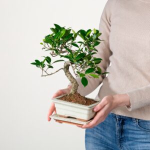 Bonsai-Ficus 'Ginseng' in Keramikschale S