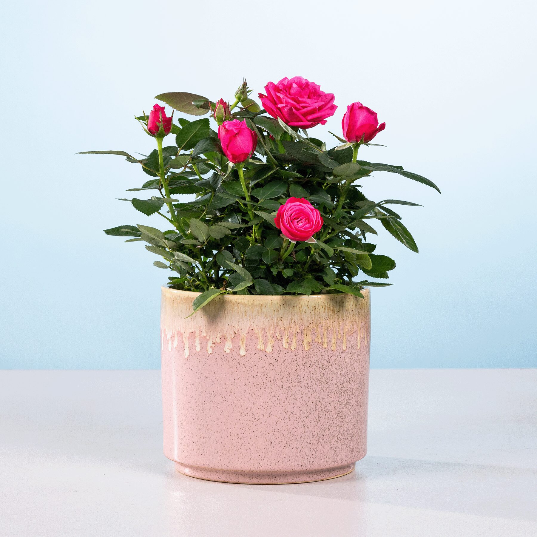 Pink Marshmallow
