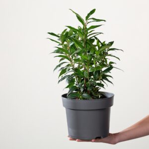 Fleischbeere 'Winter Gem'