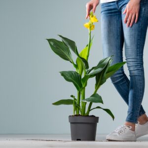 Canna 'Indica' Gelb