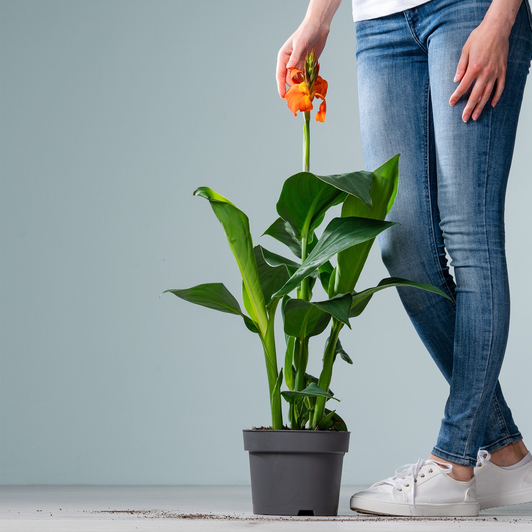 Canna 'Indica' Orange – Bild 2