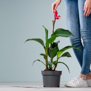 Canna 'Indica' Rosa