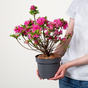 Japanische Azalee 'Kermesina'