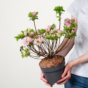 Japanische Azalee 'Kermesina Rose'