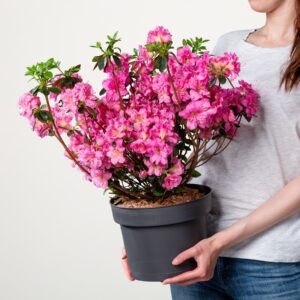 Japanische Azalee 'Petticoat'