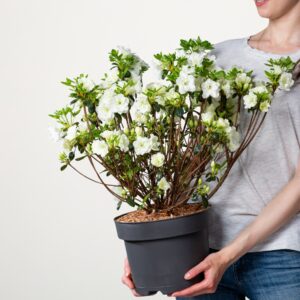 Japanische Azalee 'Schneeperle'