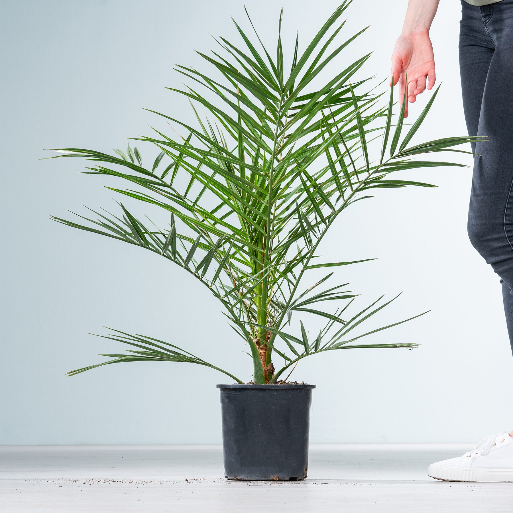 Kanarische Dattelpalme – Bild 2