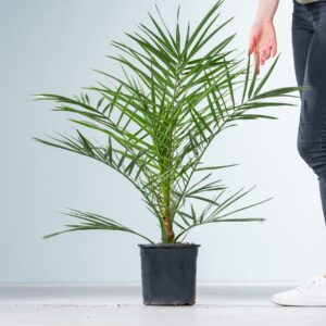 Kanarische Dattelpalme