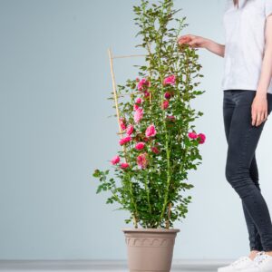 Kletterrose Starlet®-Rose 'Eva'