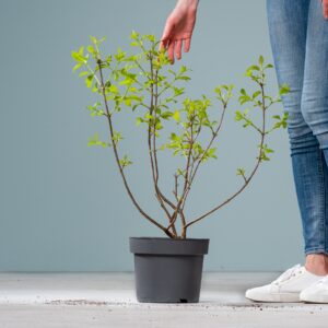 Knopfbusch 'Sugar Shack'